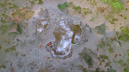 Puddle on muddy ground with green moss and reflections.の写真素材