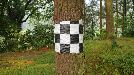 A checkered black and white pattern wrapped around a tree trunk in a forest.の写真素材