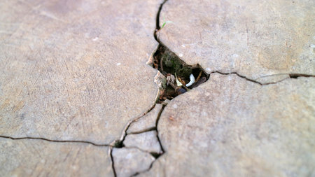 Close up of a cracked wooden surface with small plants growing in the crevice.