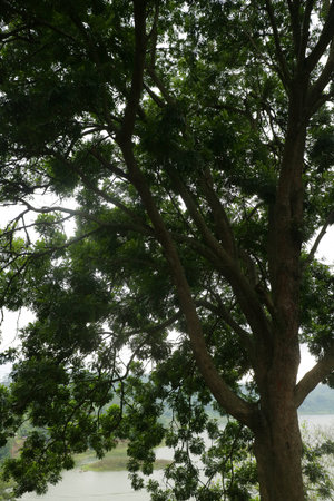 A large tree with dense foliage by a lake, under a cloudy sky.の写真素材