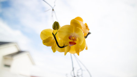 Close up of delicate yellow orchid flowers blooming gracefully under soft daylight outdoorsの写真素材