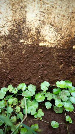 Fresh round pegagan plants creeping near old wall with dark textured wet ground background
