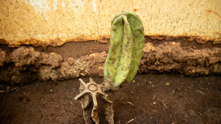 A young cactus standing upright on rough earthy ground with a weathered wall backgroundの写真素材
