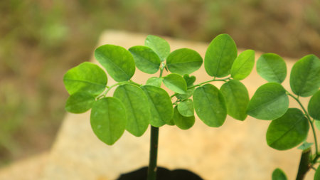 This young sweet leaf plant features vibrant green foliage and is ideal for home gardening, culinary use, or growing your own nutritious leafy herbの写真素材