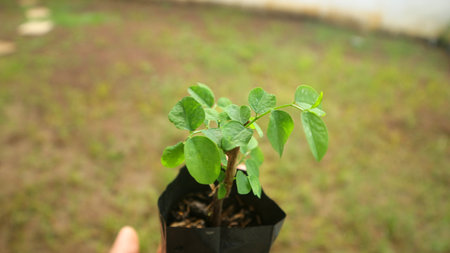 A small plant in a black pot held by a hand, with a blurred garden background.