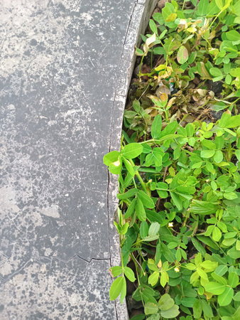 Green plants growing next to a cracked concrete surface.の写真素材