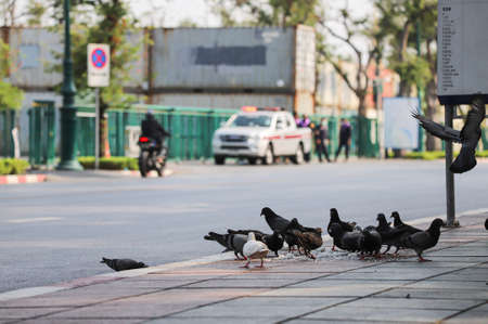 Bangkok, THAILAND - March 20, 2021: Many Pigeon eat food at beside Sanam Luang, before REDEM Protests an evening.のeditorial素材
