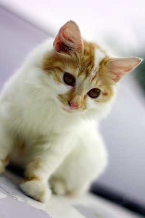 cute cat looking for somethingの写真素材