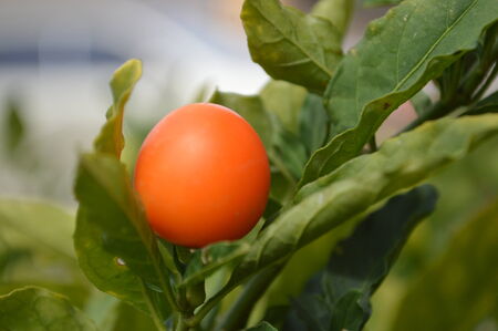 Close up of an orange fruit plant