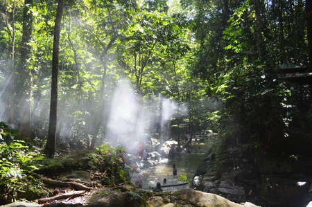 Jungleのeditorial素材