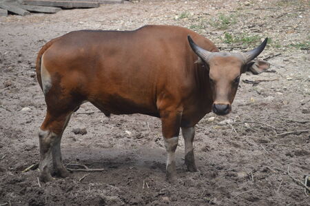 Cow の写真素材