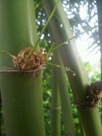 Bamboo treeの素材