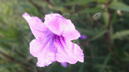 Vintage Purple Flowerの素材