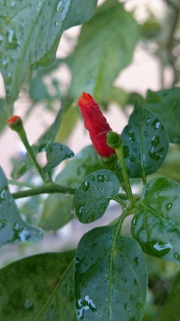 Red Chilli Treeの素材