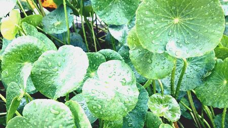 Centella Asiaticaの素材