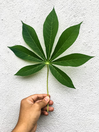 Cassava leaf with white backgroundの写真素材