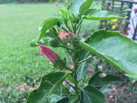red hibiscus flower bud in the gardenの写真素材