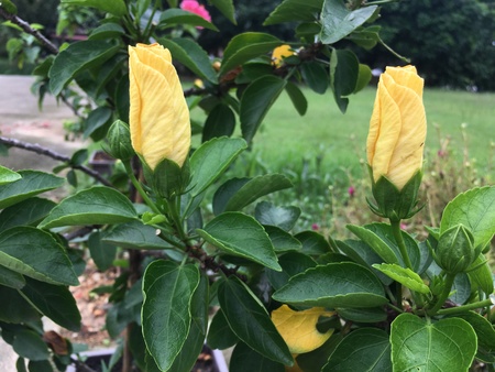 Hibiscus flower bud in the gardenの写真素材