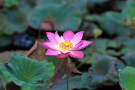 Pink lotus.の写真素材