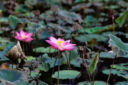 Pink lotus.の写真素材