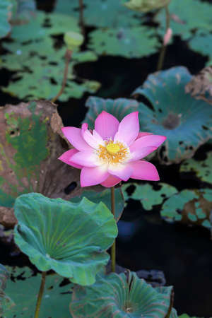 Pink lotus.の写真素材