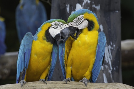 Colorful macaw