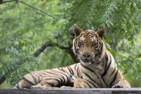 Bengal tigerの写真素材