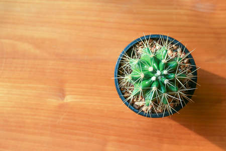 cactus on wood Still Life Natural  Cactus Plants on Woodの写真素材