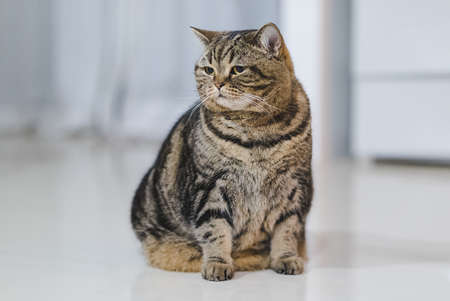 Funny Fat Cat Sitting brown cat playing relaxedの写真素材