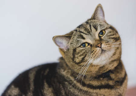 Funny Fat Cat Sitting brown cat playing relaxedの写真素材