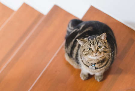 Funny Fat Cat Sitting brown cat playing relaxed