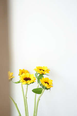 flower in room on the windowsill Beautiful flowers modern interior roomの写真素材