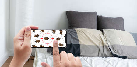 Women are checking for unusual things and detecting bed bugs in the bedroom.の写真素材