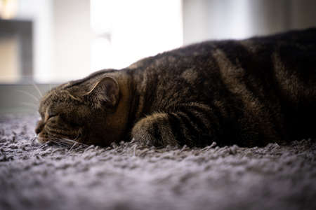 Cute cat  Happy Smile  Pets sleepingの写真素材