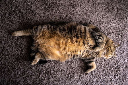 Cute cat  Happy Smile  Pets sleepingの写真素材