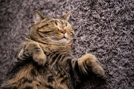 Cute cat  Happy Smile  Pets sleepingの写真素材