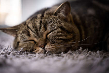 Cute cat  Happy Smile  Pets sleepingの写真素材