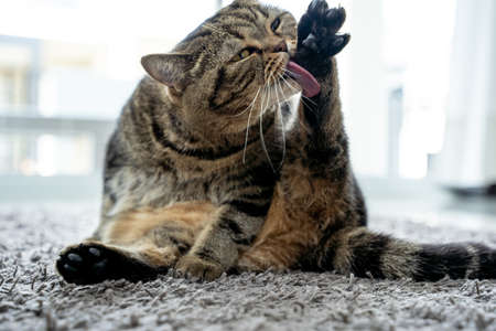 Neat cat and cat licking his paw showing tongue
