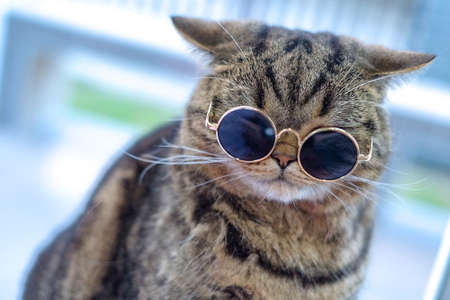 Portrait cat closeup cuteの写真素材
