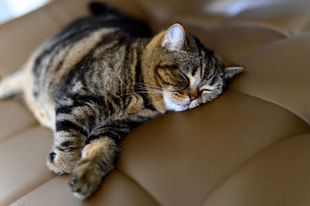 cat relaxing cat sleeps in his soft cat perfect dreamの写真素材