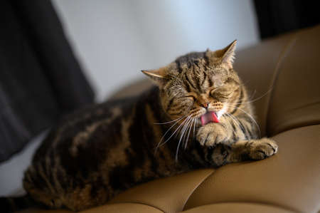 Cat smacking her lips tongue out catの写真素材