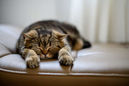 cat Cute little red kitten sleeps sleeping catの写真素材