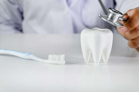 dental  concept Dental model and dental equipment dental hygiene Dentist tools