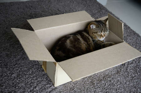 beautiful  Funny cat in box on wooden background