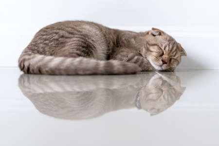 cat cute sleeps bed relax pet small sleep at home kitten cat  funny