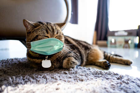 doctor analyzing medical report on network connection Healthcare business graph data  Healthcare investment and financial.の写真素材