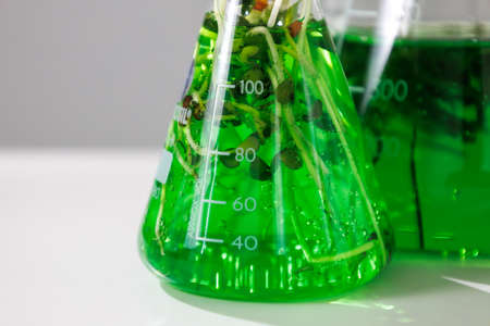 research and Biotech science Scientists are developing research on algae. Bio-energy, biofuel, energy researchの写真素材
