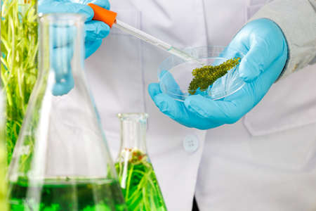 research and Biotech science Scientists are developing research on algae. Bio-energy, biofuel, energy researchの写真素材
