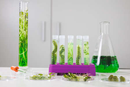 research and Biotech science Scientists are developing research on algae. Bio-energy, biofuel, energy researchの写真素材