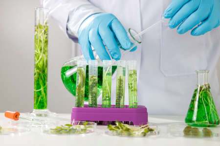research and Biotech science Scientists are developing research on algae. Bio-energy, biofuel, energy researchの写真素材